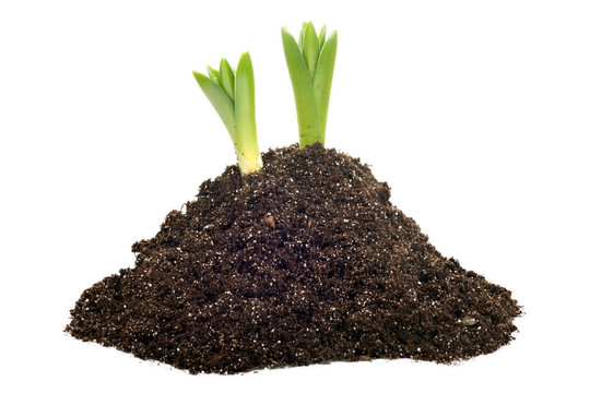 土壤島植物生長