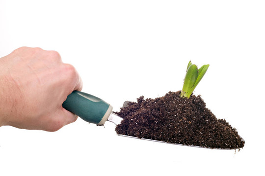 手持植物的手推
