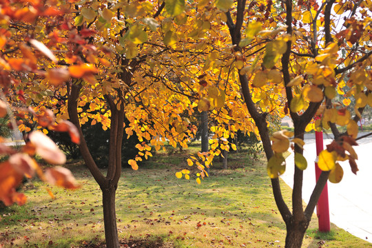 秋日公園