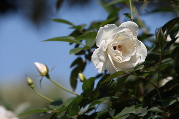 玫瑰花