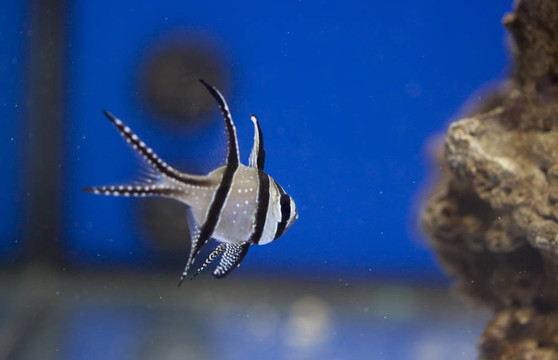 海洋水族魚缸
