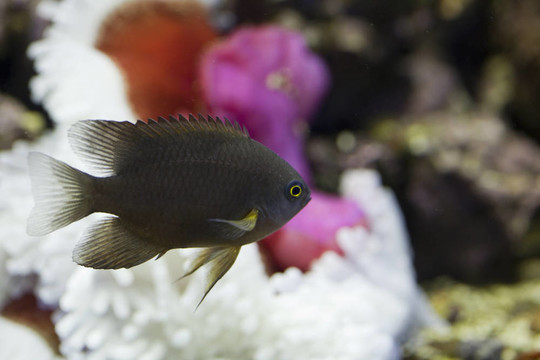 海洋水族魚缸