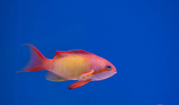 海洋水族魚缸