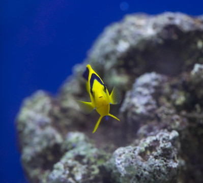海洋水族魚缸