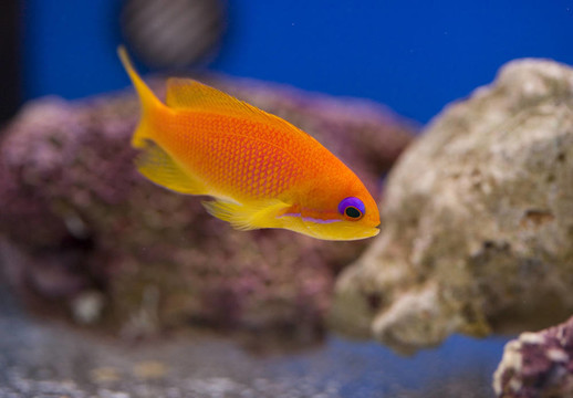 海洋水族魚(yú)缸