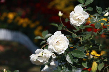 玫瑰花