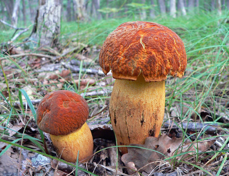 蘑菇（leccinium extremiorientale）