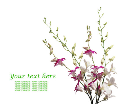 春天或夏天的概念；花