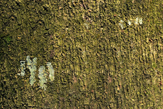 自然畫(huà)木皮質(zhì)