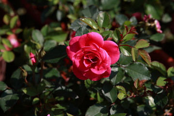 玫瑰花