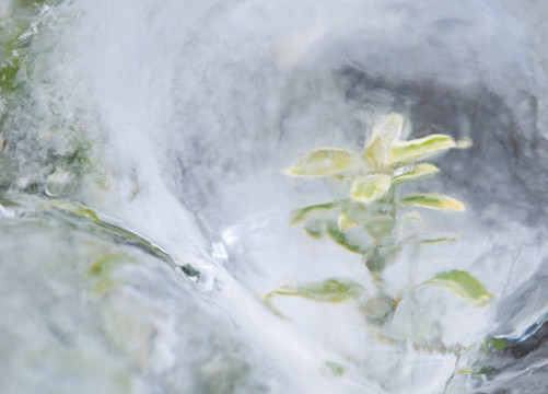冰封的植物