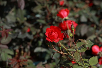 玫瑰花