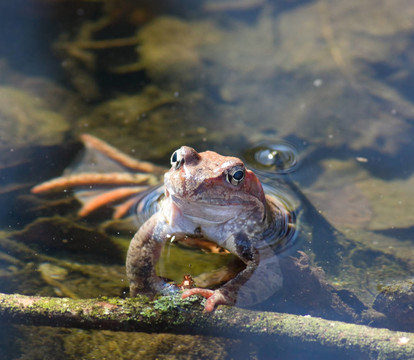 青蛙在水