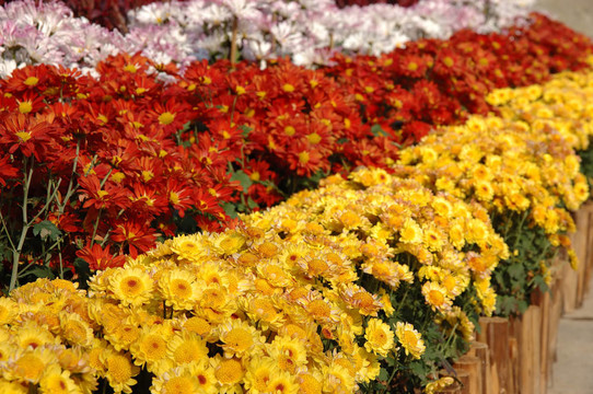 一排排的菊花