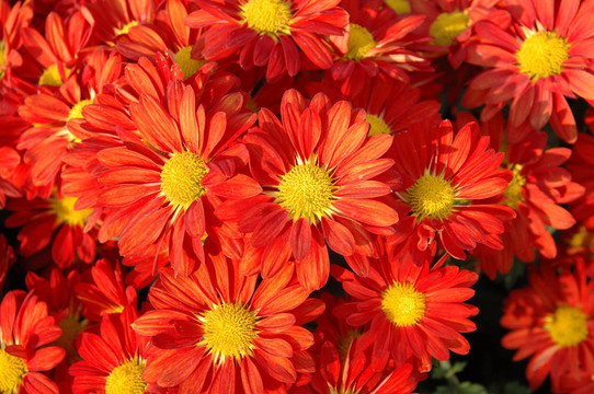 紅色的菊花