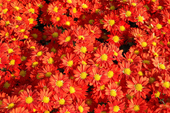 紅色的菊花