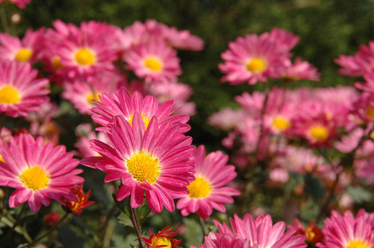 關(guān)閉了粉紅色的菊花