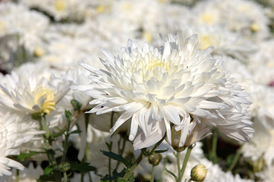 白菊花