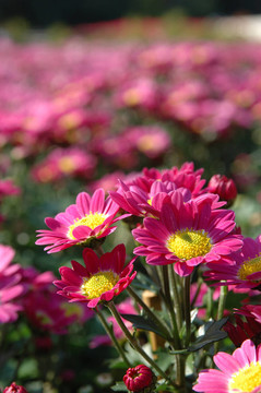 關(guān)閉了粉紅色的菊花