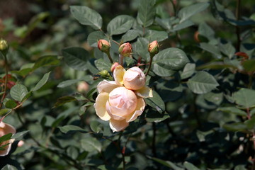 玫瑰花