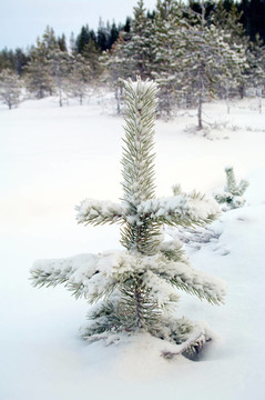 白雪覆蓋的樅樹