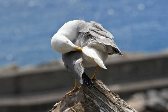 海鷗