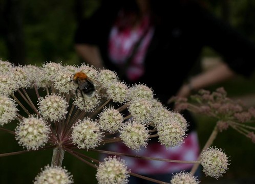 大黃蜂