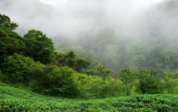 有霧的綠色清新茶園