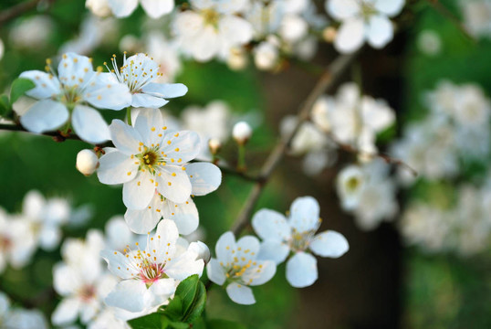 樹(shù)上的白花