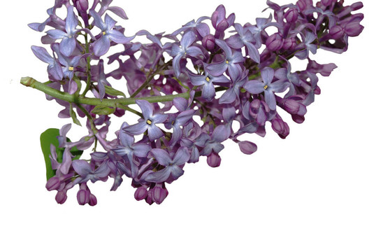 丁香花