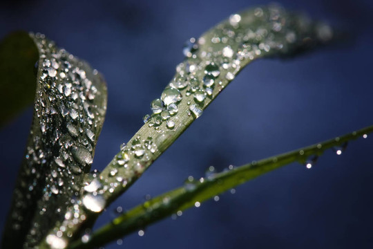 水滴草