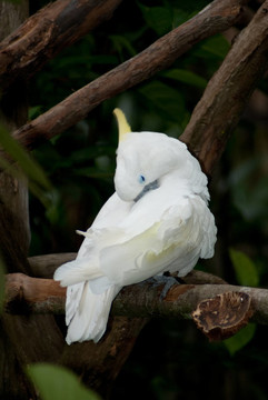 黃金頂white Parrot
