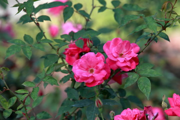 玫瑰花