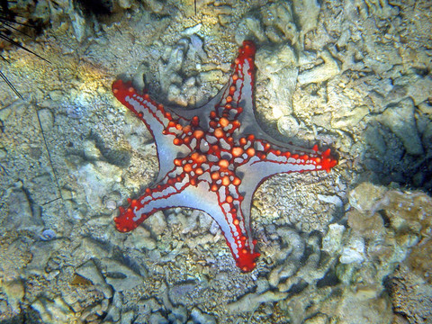 海星在海底