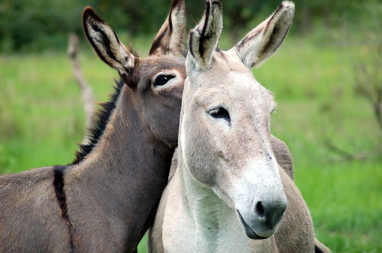 donkeylove
