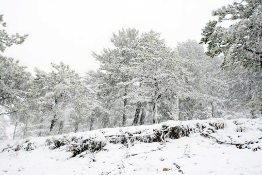 松樹林下的雪；冰凍的時間