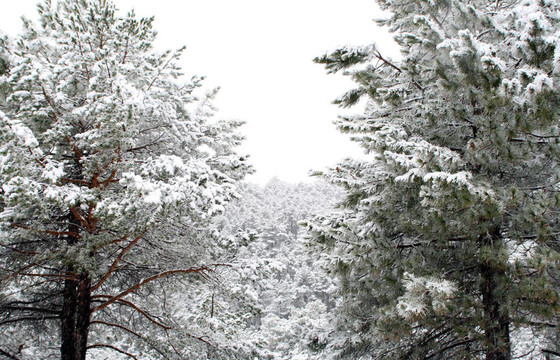 松樹林下的雪；冰凍的時間