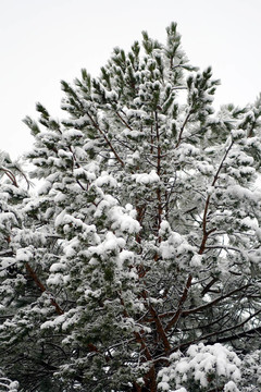 冰凍的松樹。復(fù)活節(jié)雪剛剛落下