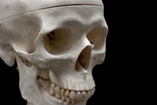 顱骨