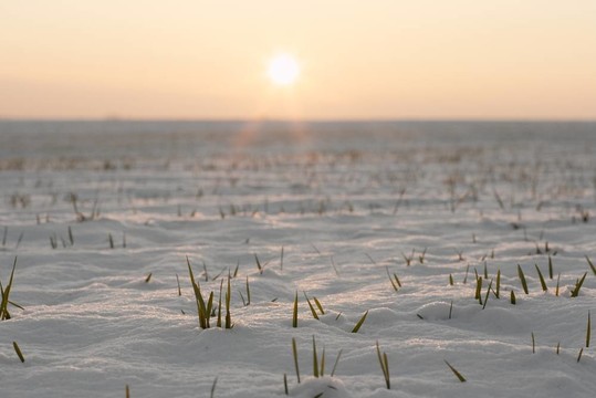 雪