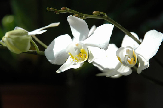 白蘭花
