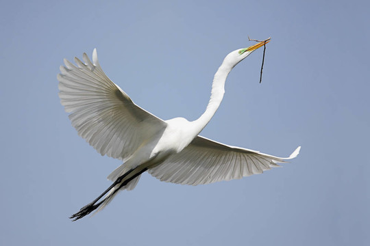 大白鷺（Ardea alba）