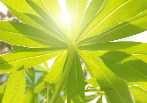 陽光覆蓋的綠色床單