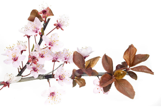 梅花樹的花