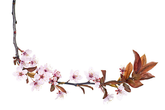 李樹開花