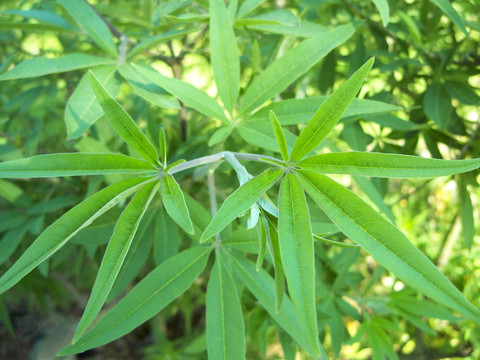 Vitex agnus卡斯特斯