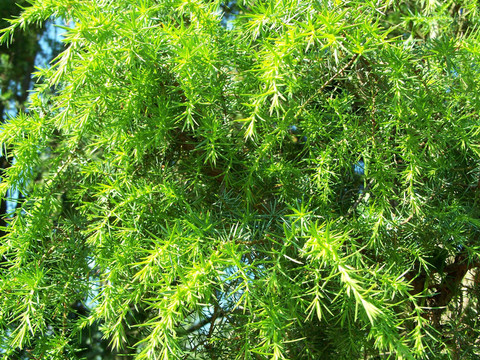 瞻博網(wǎng)絡