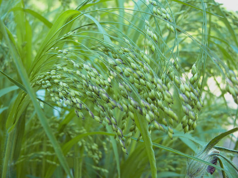 小米