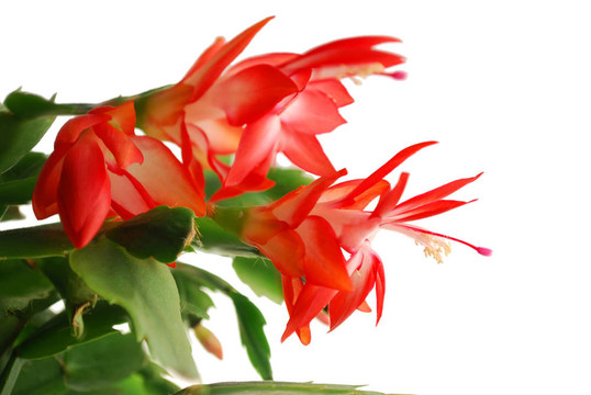 花假曇花屬