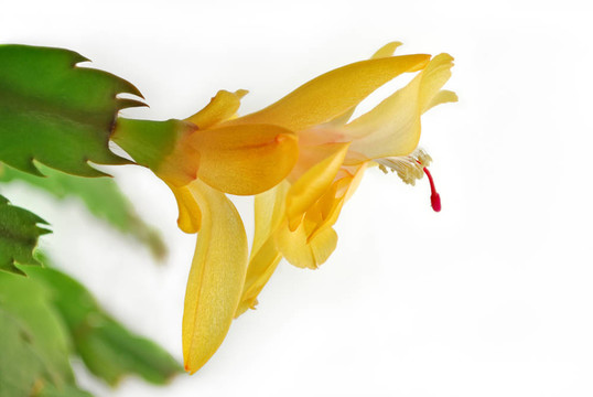 蠟燭；開花；開花；芽；吹；美；開花